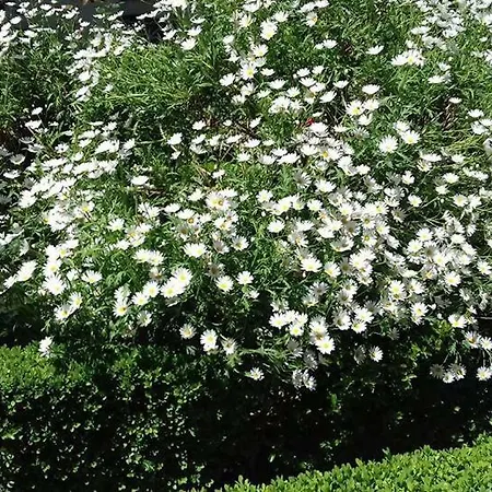 Casinha De Lamares *