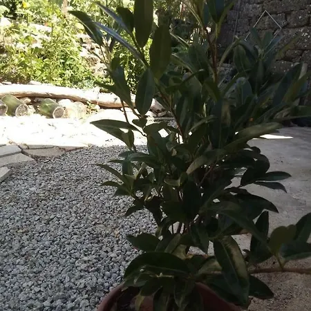 Casinha De Lamares