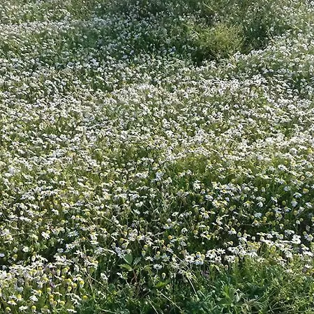 Daire Casinha De Lamares