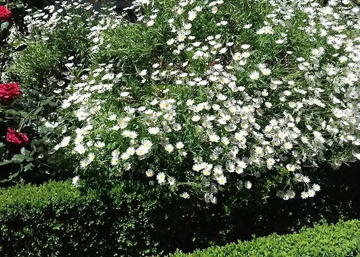 Casinha De Lamares *