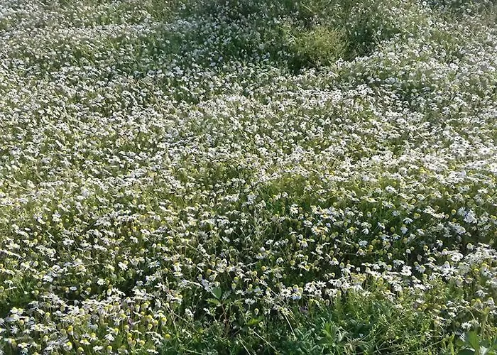 Apartamento Casinha De Lamares